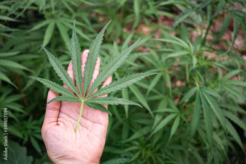 Close-up of marijuana leaf on hand at outdoor cannabis farm. Texture of marijuana leaves. Concept of cannabis plantation for medical.