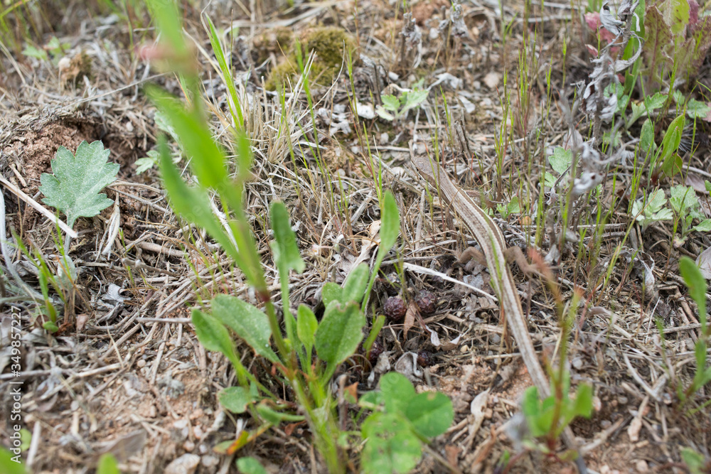 a lizard lurking among grasses. a lizard lurking among grasses.
