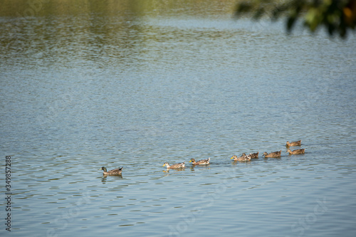 ducks swimming in the river