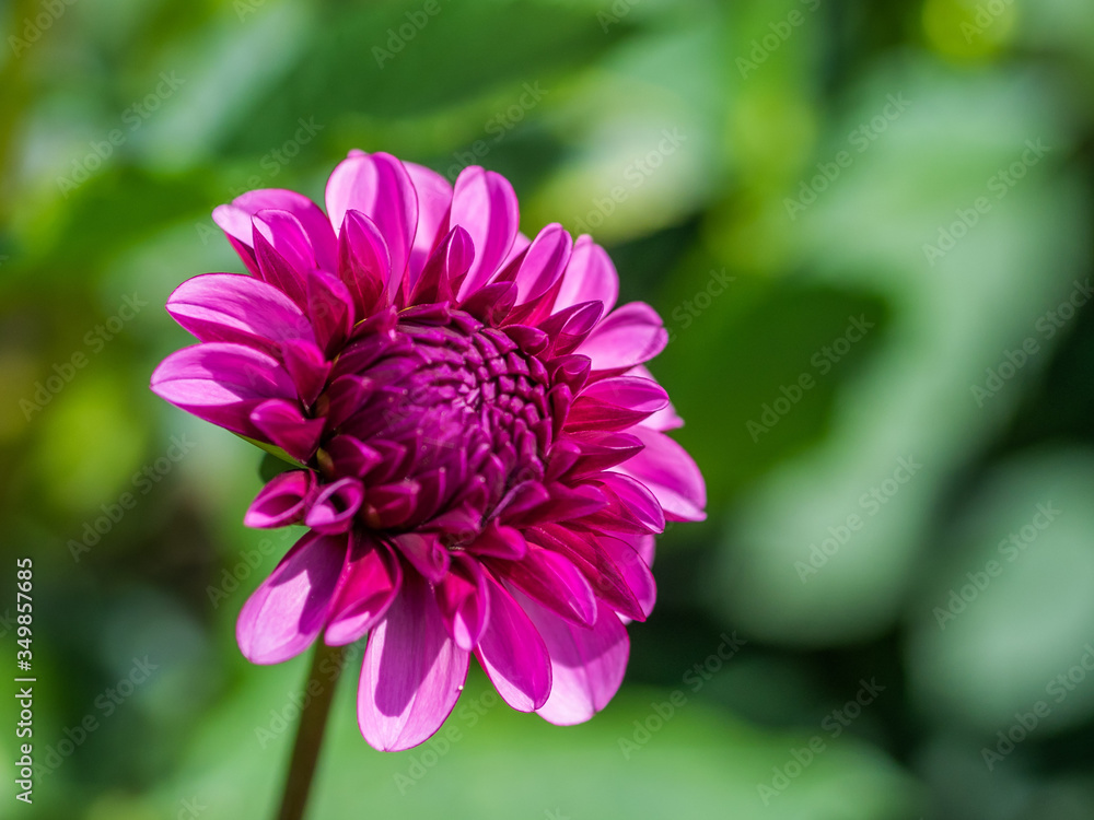 Obraz premium ダリア