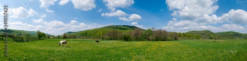 Wonderful panorama of the mountains. Horses on a mountain meadow. Summer panorama landscape in the mountains. Ukraine  Carpathians. Beautiful nature villages. Picture of wildlife