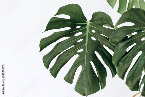 Tropical vegetation. Bush monsters against the background of a white wall. a place for text. Tropical leaf close-up.