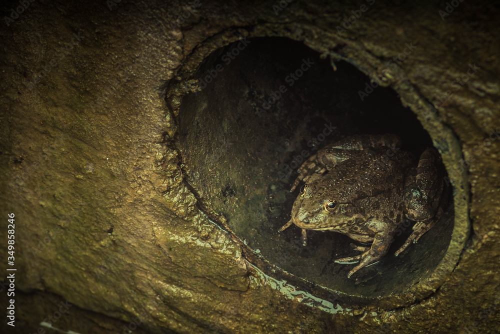 Frog in the sewers Stock Photo Adobe Stock