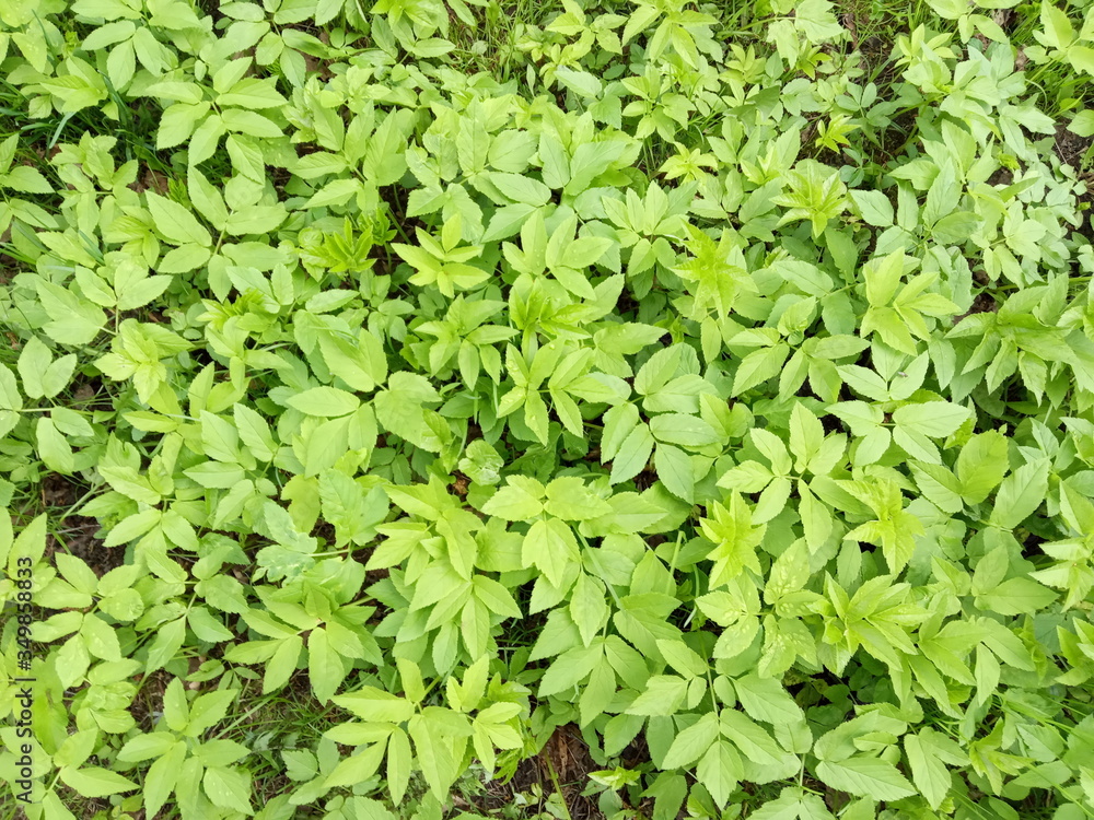 green leaves background green leaves background