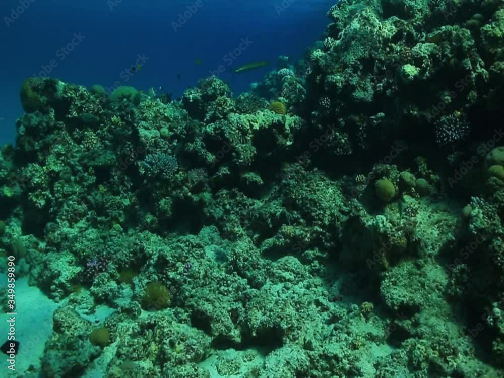 underwater video background depth reef, coral reef in the warm sea underwater video background depth reef, coral reef in the warm sea