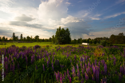 lupine field in the morning with car