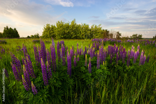 lupine field in the morning