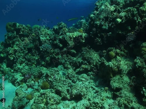 underwater video background depth reef, coral reef in the warm sea