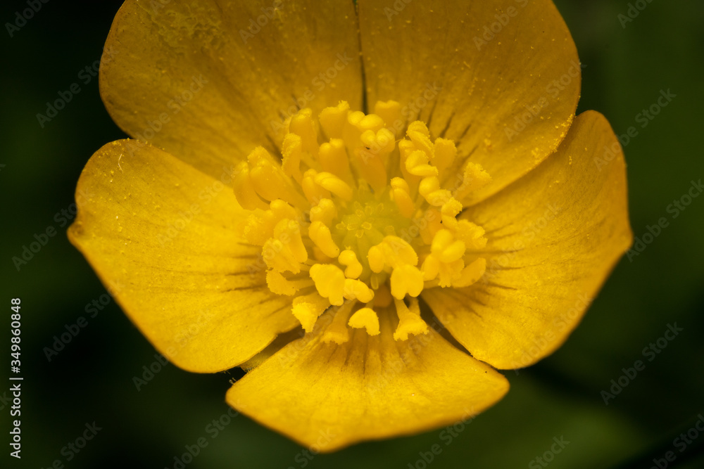 yellow flower macro yellow flower macro