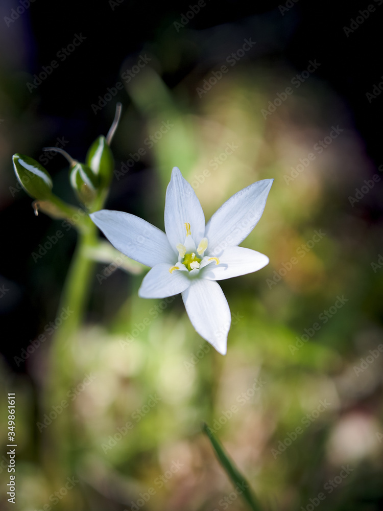 Fiore bianco selvatico che cresce in terreni aridi Fiore bianco selvatico che cresce in terreni aridi