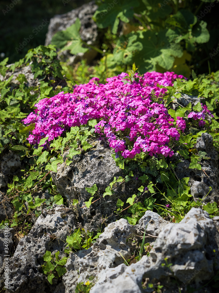 Cuscino di fiori viola in giardino