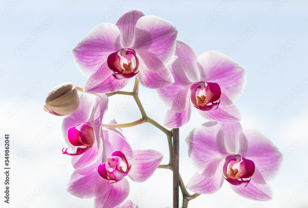 Delicate pink Orchid flowers on a light background. Contour light. Delicate pink Orchid flowers on a light background. Contour light.
