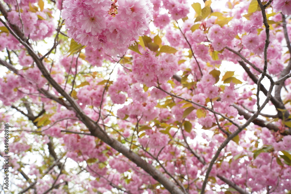 sakura