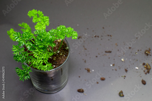 Homegrown green parsley growng in a glass with a grey background. photo