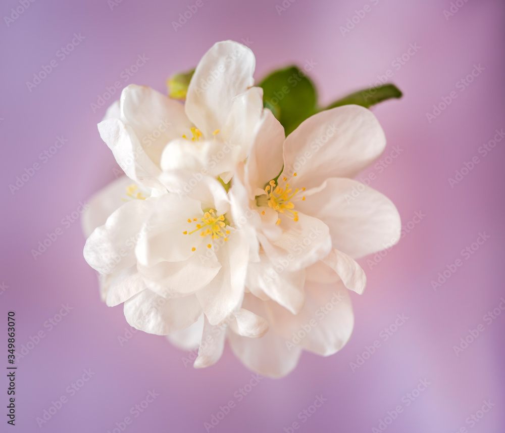 White apple tree flowers close up selective focus White apple tree flowers close up selective focus