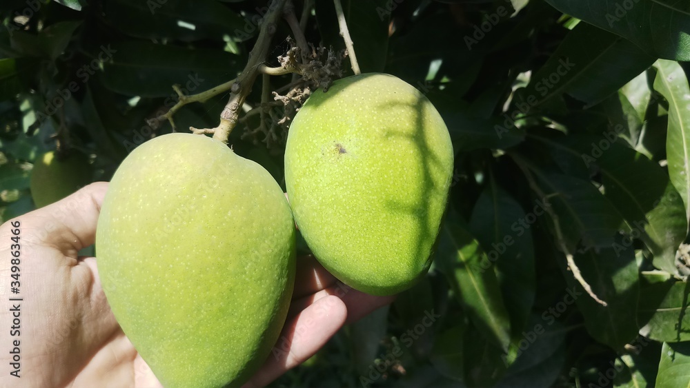 Close up green mango fruits hanging on tree branch Close up green mango fruits hanging on tree branch