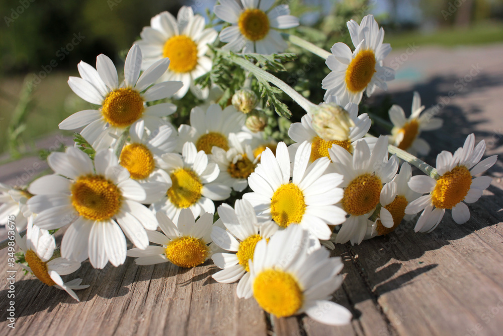 Obraz premium daisies on a wooden background. Medical plant Сamomile flowers on the meadow on a sunny day. Summer daisies field.