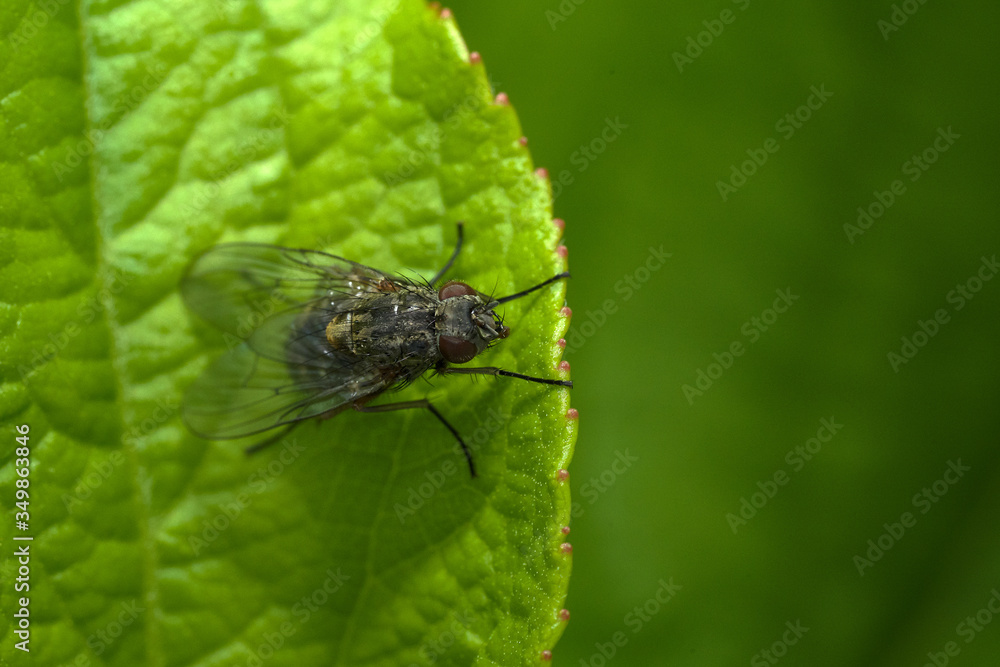 Foto macro in giardino.
Mosca
