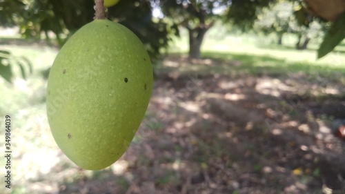 Close up green mango fruits hanging on tree branch