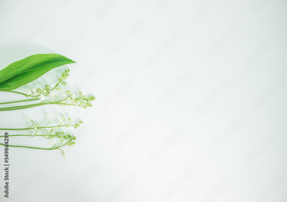 Thin stalk with many flowers bells. White lilies of the valley. Convallaria. Background picture. Green leaves. Forest flower. Decorations for the garden. Flora. Conceptual idea. Thin stalk with many flowers bells. White lilies of the valley. Convallaria. Background picture. Green leaves. Forest flower. Decorations for the garden. Flora. Conceptual idea.
