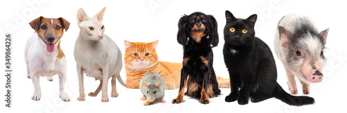 Cat, dog, pig, puppy, pig, rat on white background
