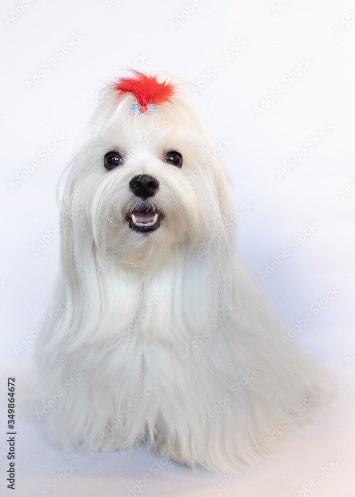 White maltese with red burlesque style headpiece