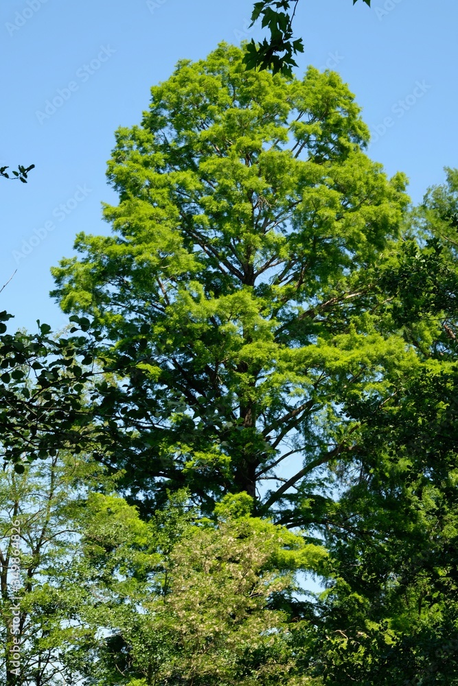 Fototapeta premium ARBRE CYPRES AIN DOMBES