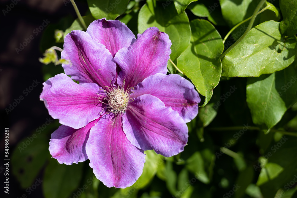 Pink Clematis in blooming in the spring sunshine Pink Clematis in blooming in the spring sunshine
