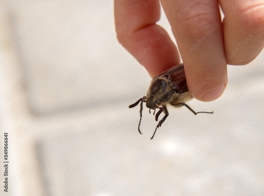May beetle is in child's hands.