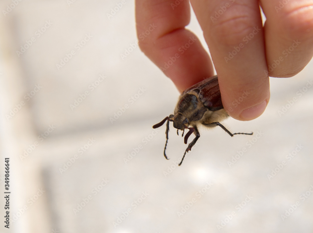 Obraz premium May beetle is in child's hands.