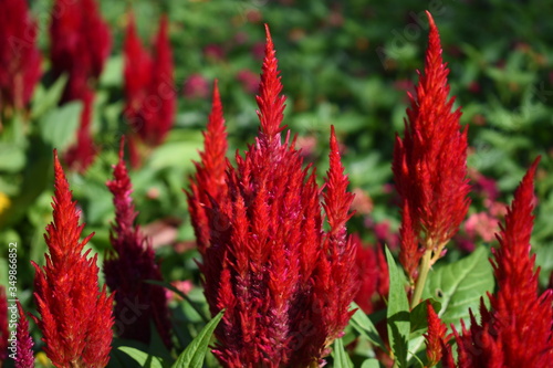 bright red celosia flowers