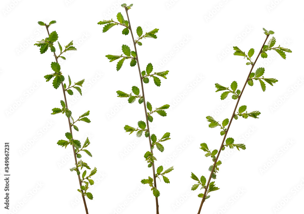 Three tree branches with many young leaves on white background Three tree branches with many young leaves on white background