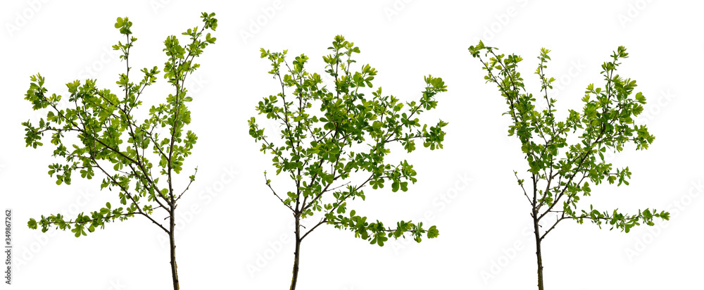 Naklejka premium Three branched tree branches with many young leaves on white background