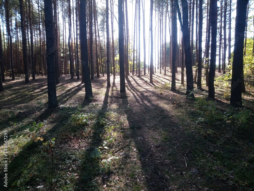 Fototapeta premium Bory,drzewo,krajobraz,słońce.