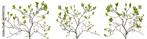 Wallpaper Mural Few branched tree branches with many young leaves on white background Torontodigital.ca