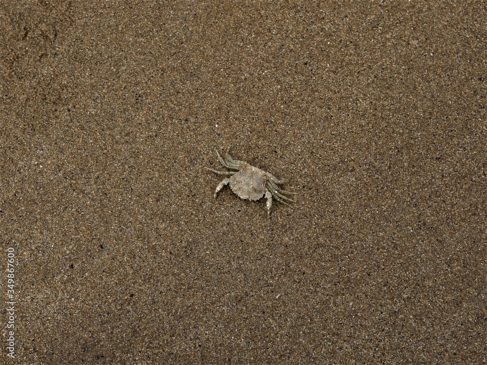 crab on the sand crab on the sand