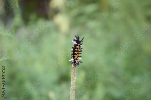 caterpillar on a stem © More Than Words