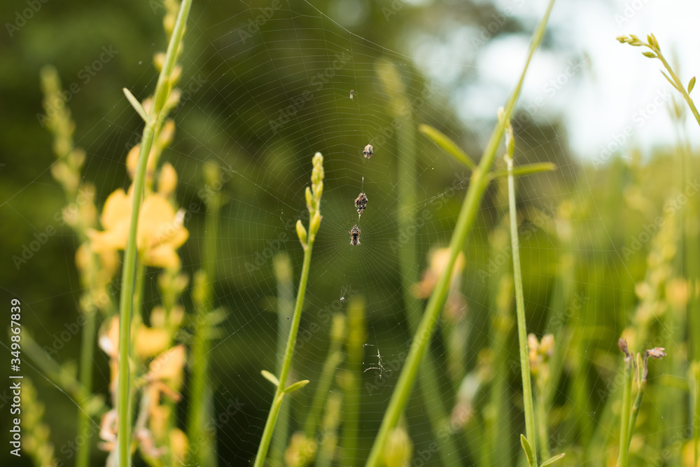 Telaraña con presa entre dos tallos de flores amarillas. Telaraña con presa entre dos tallos de flores amarillas.