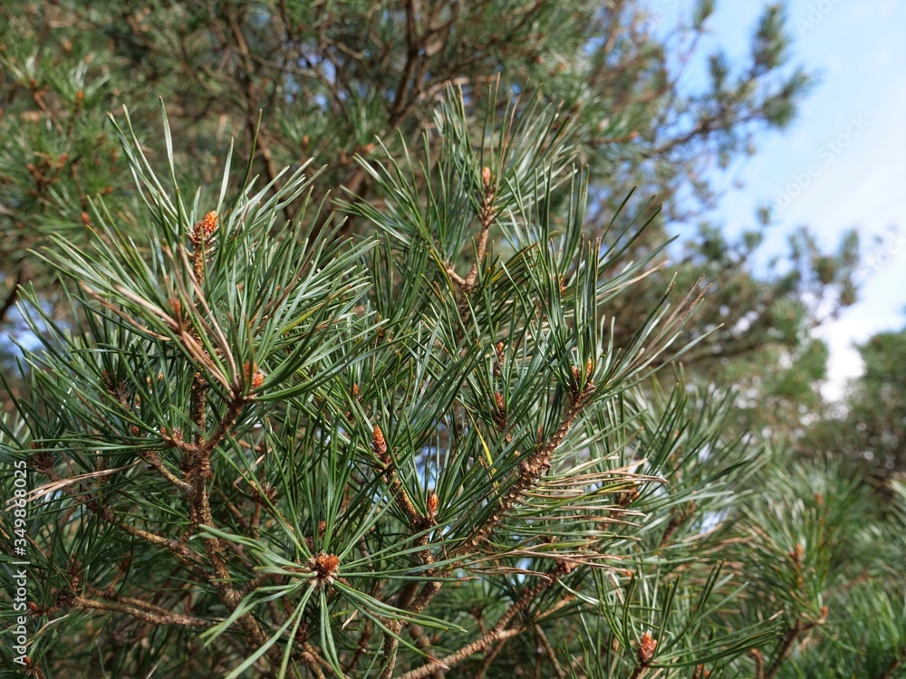 pine tree branches pine tree branches