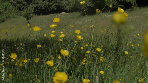 Champs de renoncules dans un pré photo