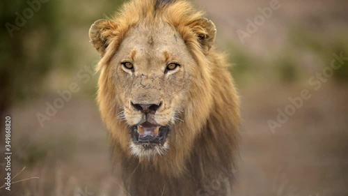 
Male lion looking at camera in the wilderness of Africa