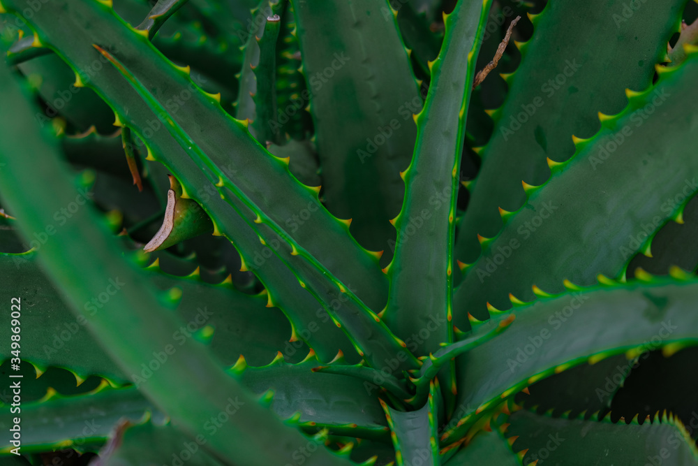Aloe vera plant close up Aloe vera plant close up