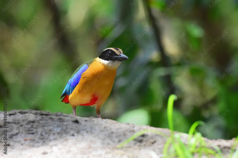 Has a black head over the eyes, wide brown stripes Green top body The feathers covering the wings of the rump and the top of the tail are bright blue. Has a black head over the eyes, wide brown stripes Green top body The feathers covering the wings of the rump and the top of the tail are bright blue.