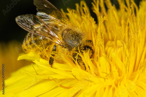 Extreme close-up view of European honey bee on the flower of Taraxacum officinale, the common dandelion