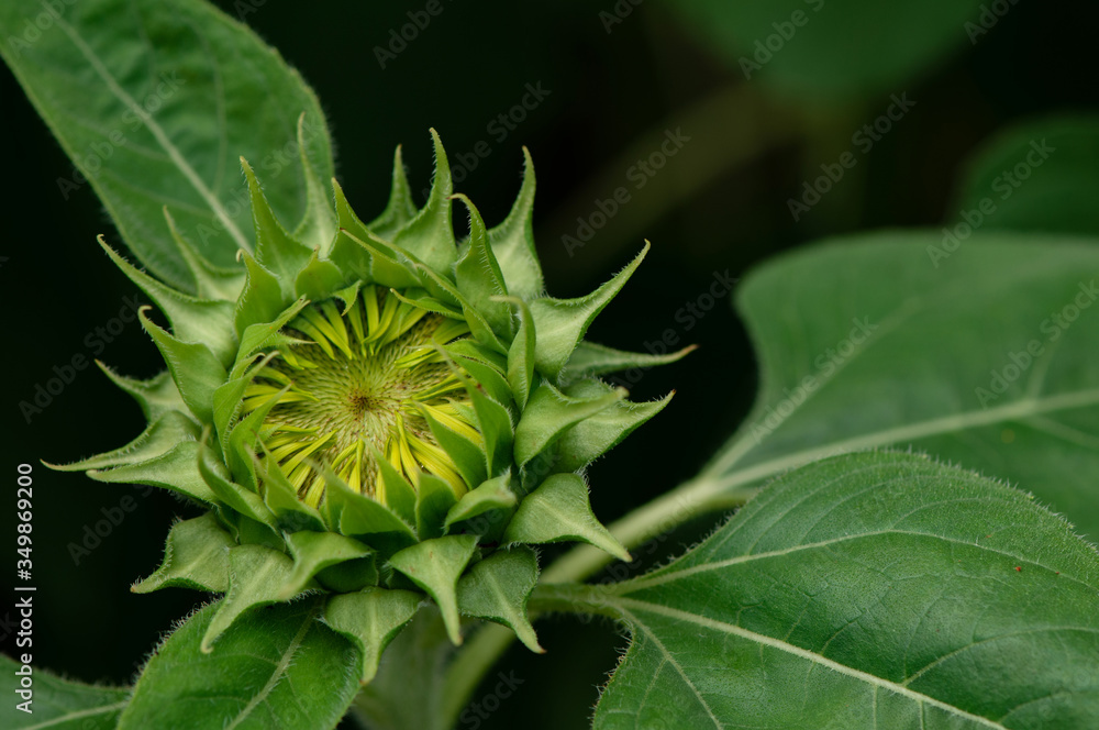 Close-up details of young fresh green sunflower on a meadow. Green sunflowers natural background.Newborn plants. Close-up details of young fresh green sunflower on a meadow. Green sunflowers natural background.Newborn plants.