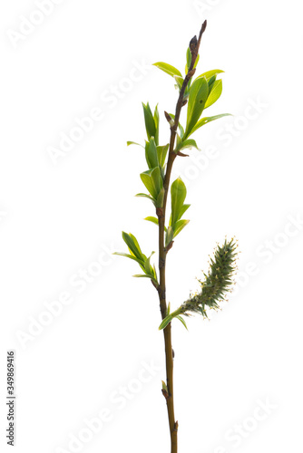 willow branch with young green leaves on a white background