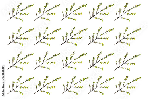 pattern willow branch with young green leaves on a white background