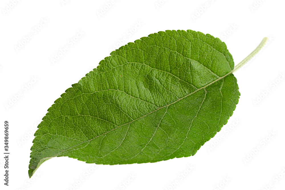Obraz premium apple leaf closeup isolated on white background