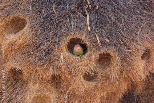 Bilde på lerret Huge nest of the sociable weaver is a species of bird in the Weaver family endemic to Southern Africa