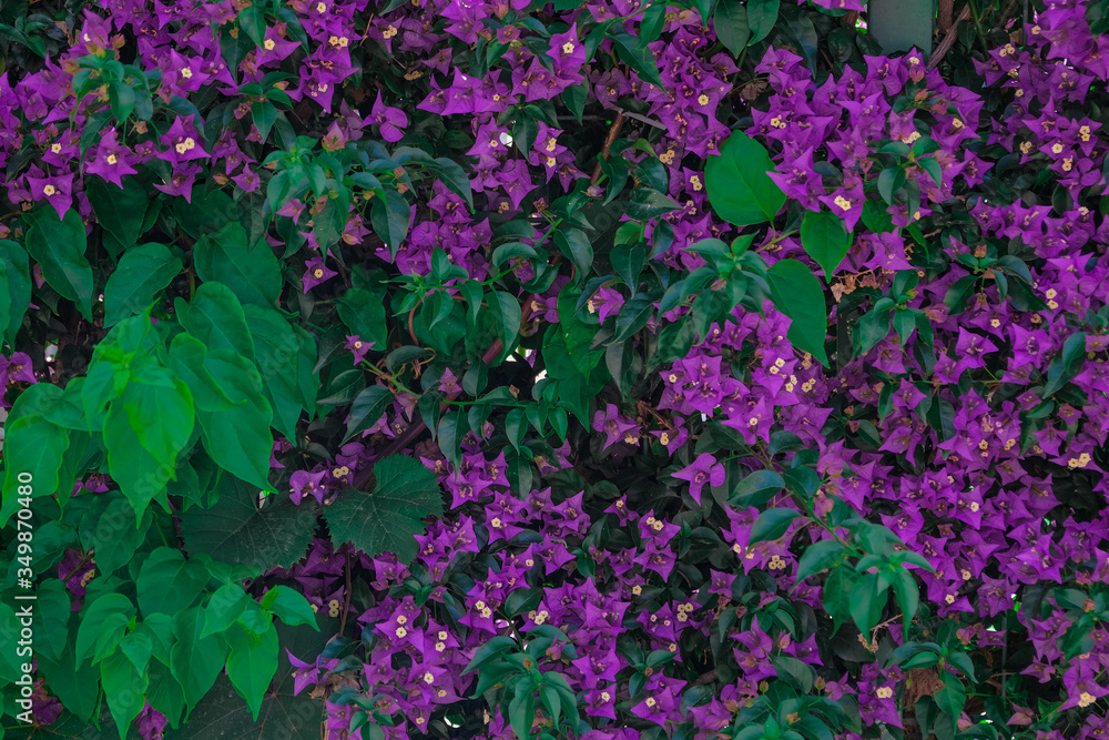 Spring bloom: violet flowers background Spring bloom: violet flowers background